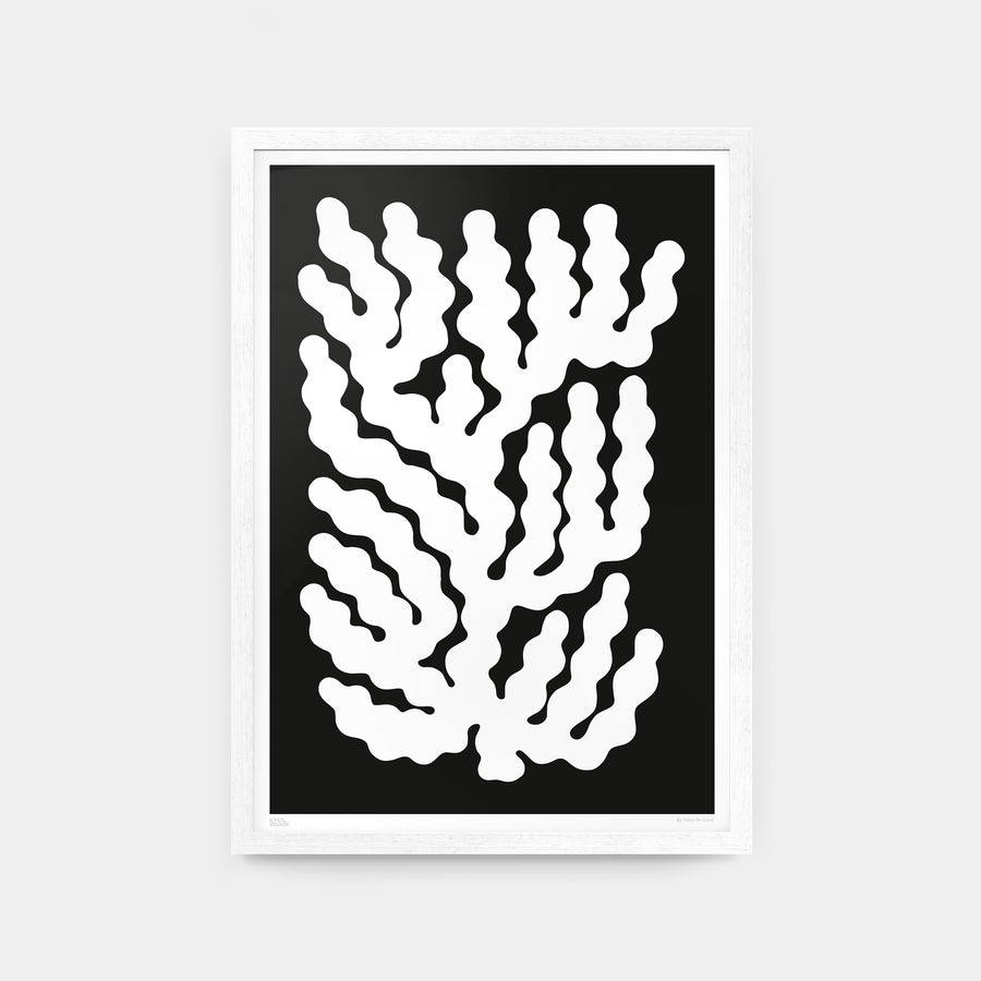 Coral #009 White