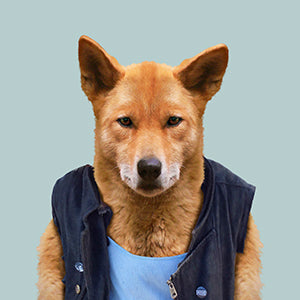 Dingo - Evermade